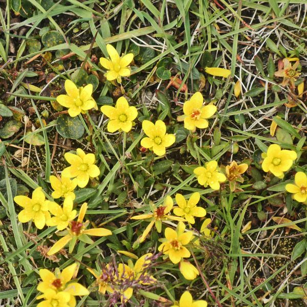 Saxifraga hirculus compacta Svalbard Longyearbyen 2014 3 A.Elven a